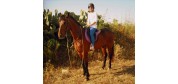 Golden Bay Horse Riding