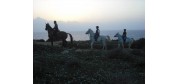 Golden Bay Horse Riding